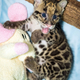 Illustration for article titled Clouded Leopard Cubs First For Houston Zoo, Are Adorable